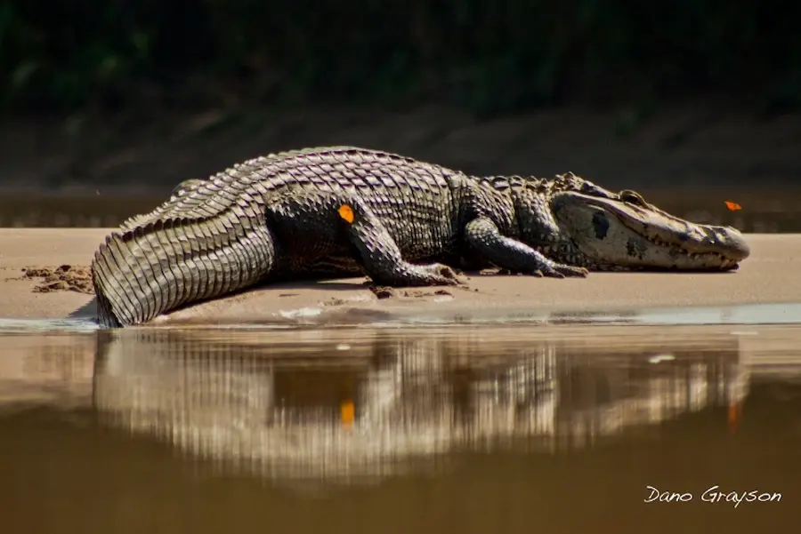 Are There Crocodiles in the Amazon Rainforest?