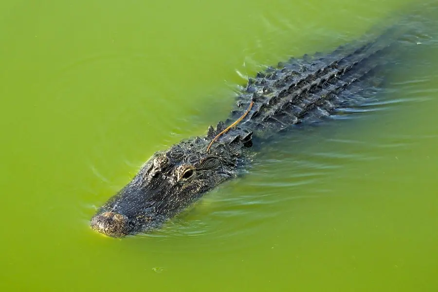 Are There Crocodiles in the Amazon or Just Caimans?