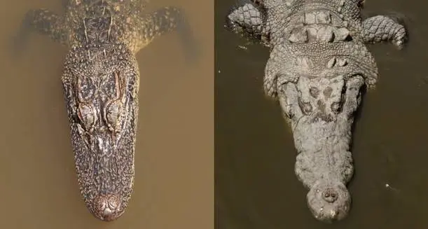 Differences Between Crocodiles and Caimans