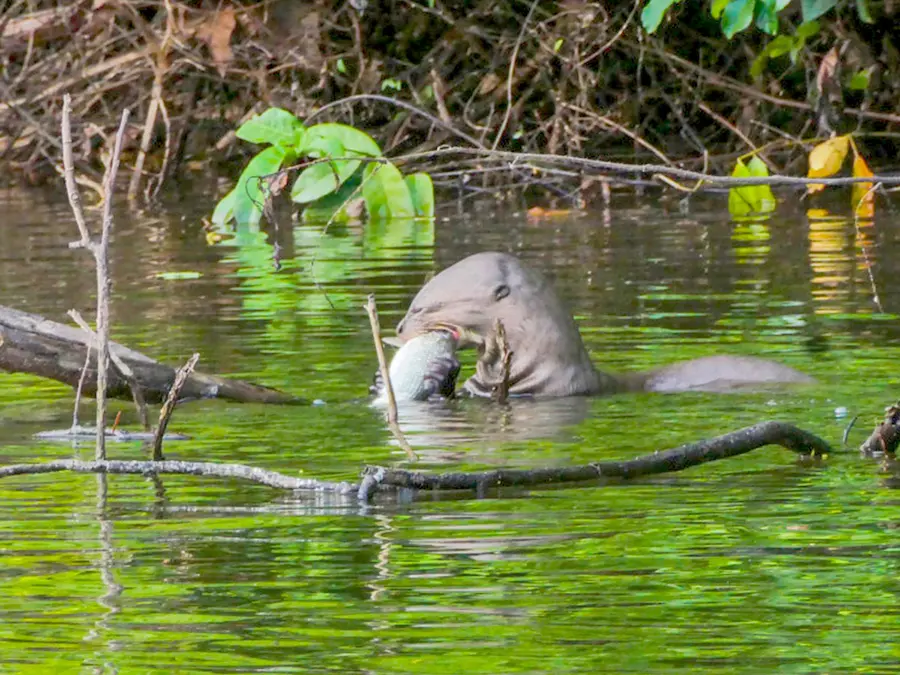 Ecotourism Experiences in the Peruvian Amazon